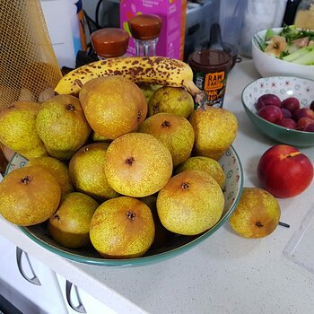 A few ripening pears