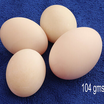 duck eggs size december s.jpg