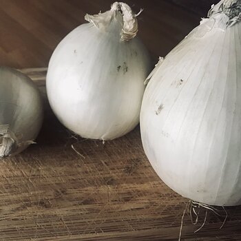 Onions Family.jpeg