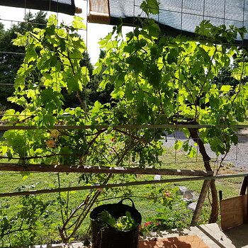The grape vine acts as a sunshield for the veranda and sitting room