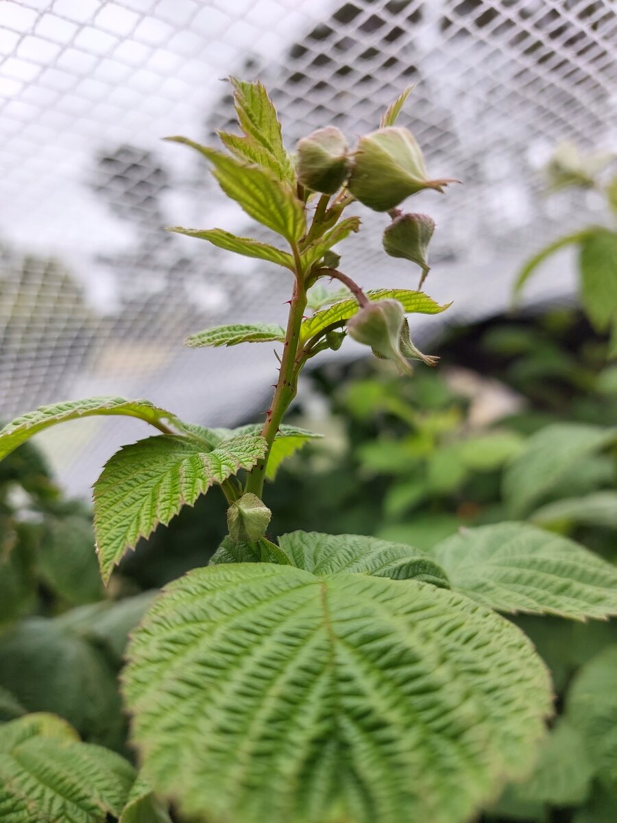 New raspberry growth (2)