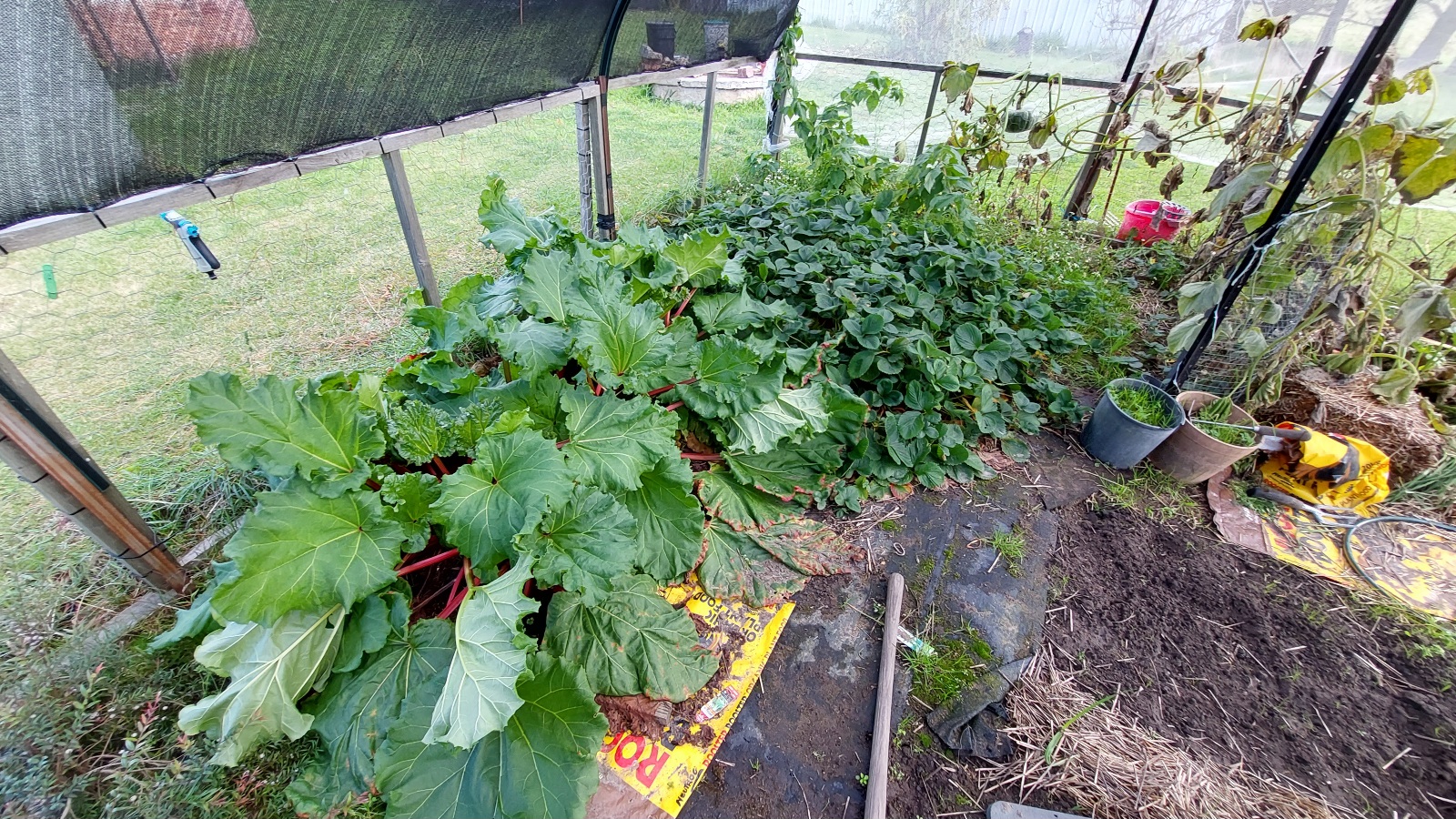 Rhubarb & strawberries
