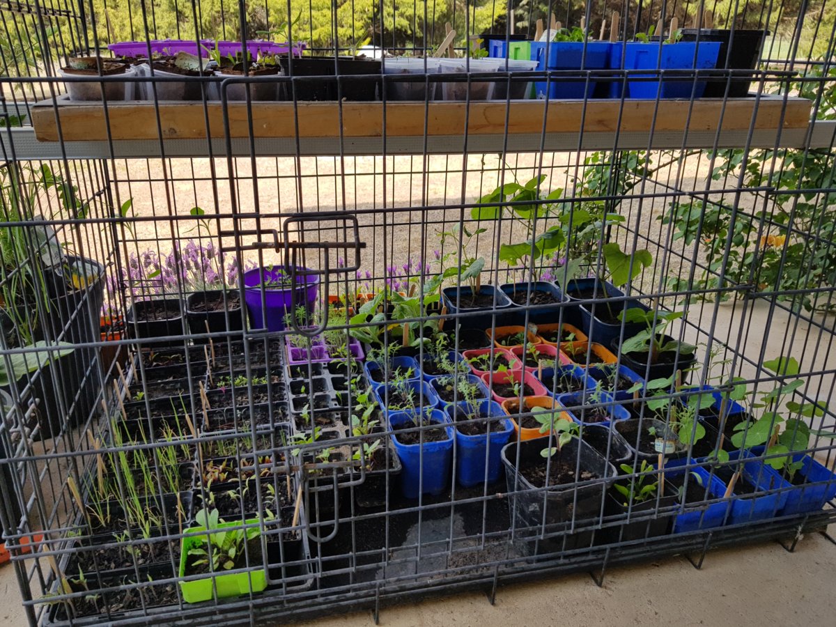 The bottom row of seedlings