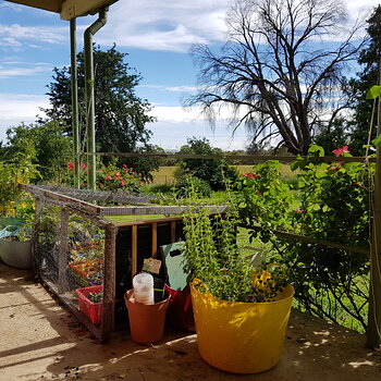The rest of the veranda is currently a seedling safe area. Chooks rather like newly herniated seeds.