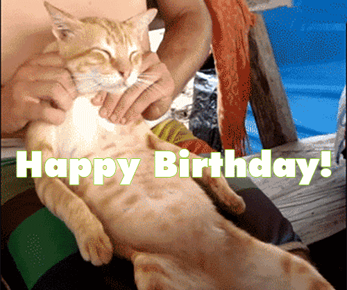385779678funny-happy-birthday-cat-massage-gif.gif