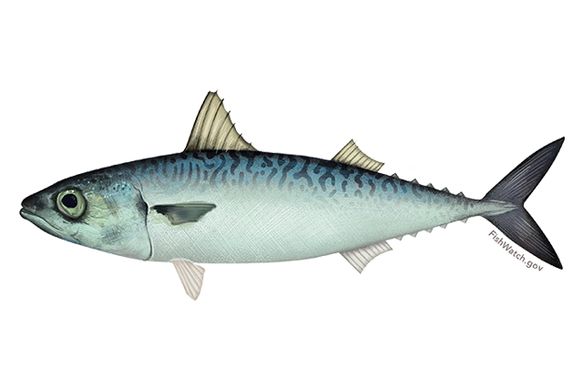 640x427-pacific-mackerel.png