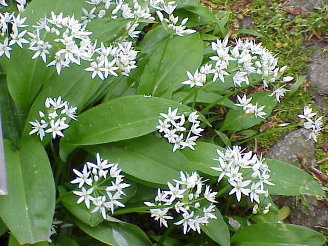 Allium_ursinum0.jpg