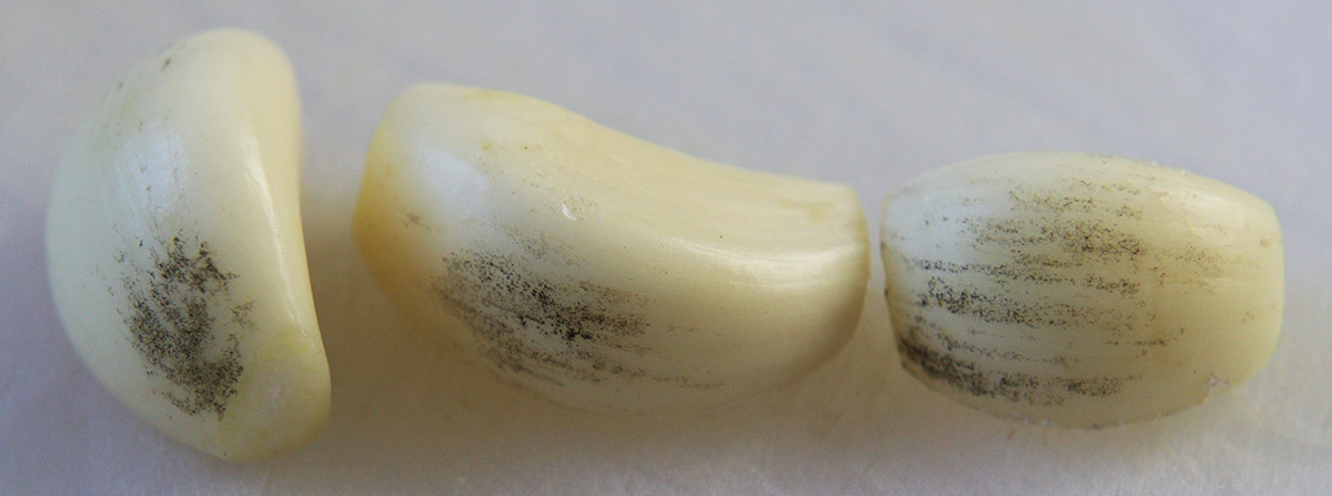 aspergillus niger garlic s.jpg
