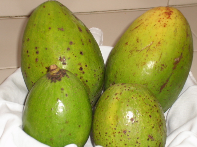 Avocado Carupanero (2).JPG