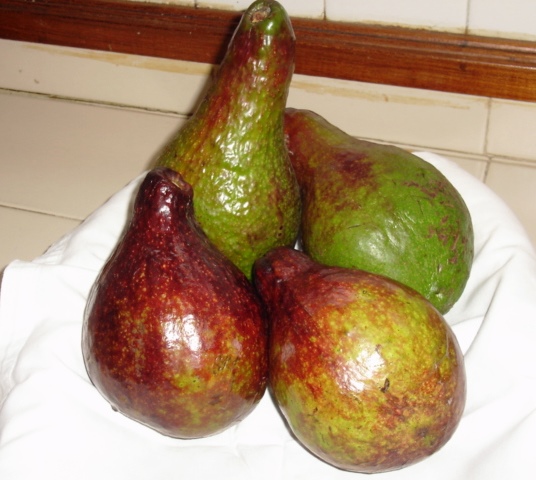 Avocados Maracaibo.JPG