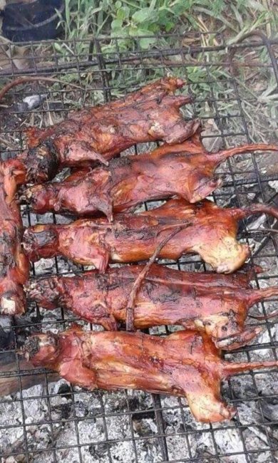 barbecued rat.jpg