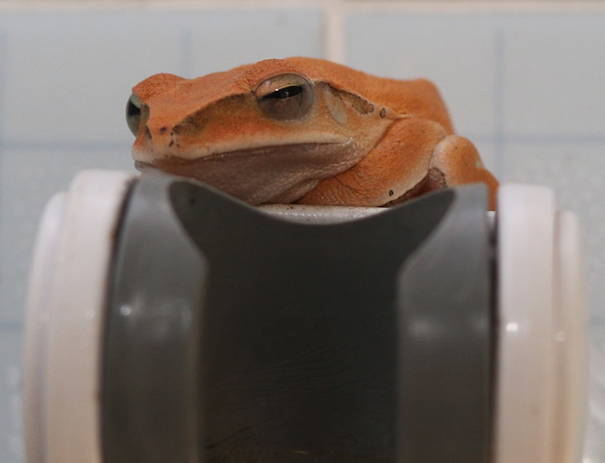 bathroom frog 2 s.jpg