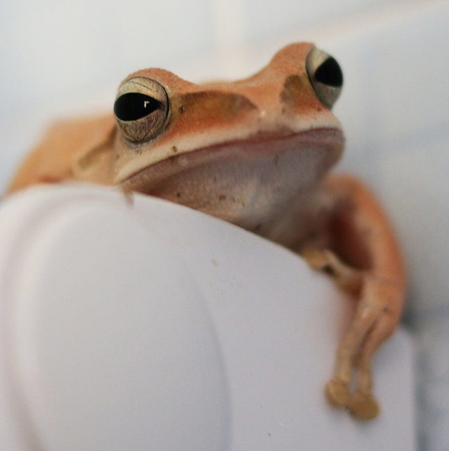 bathroom frog 3 s.jpg