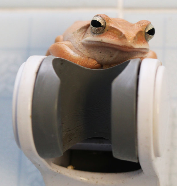 bathroom frog 4 f s.jpg