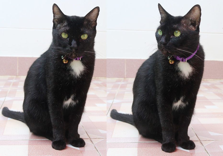 black cat 3.jpg