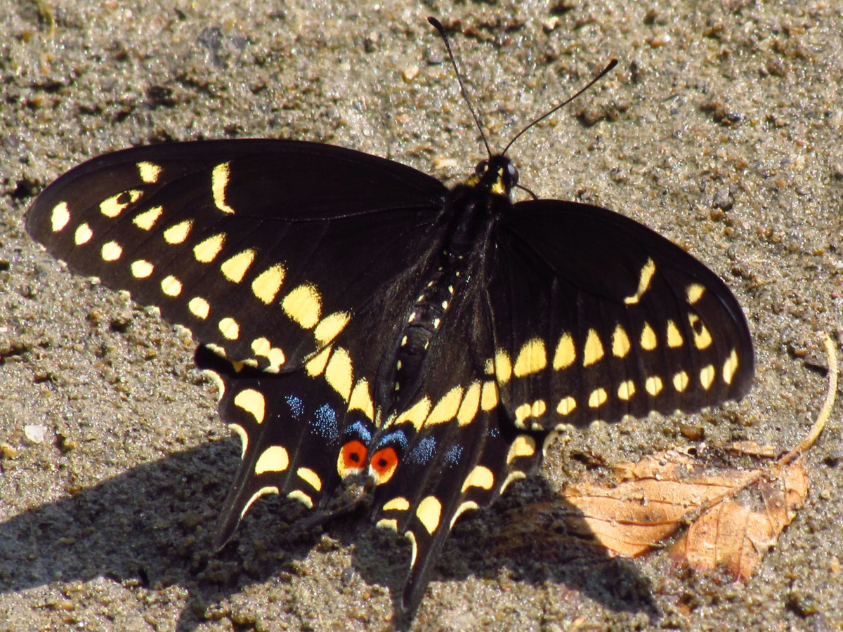 Black_Swallowtail,_male,_Ottawa.jpg