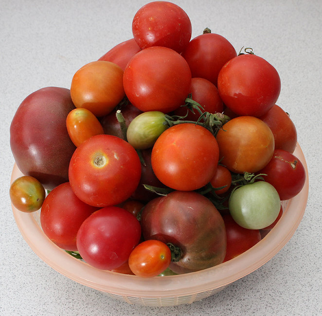 Bobs tomatoes s.jpg