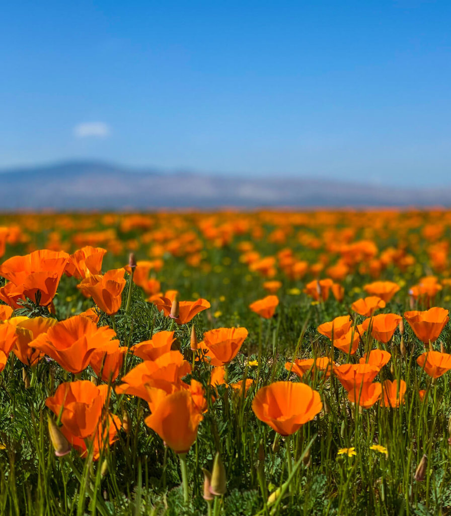 California-Poppies-Spring.jpg