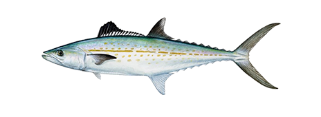 cero-mackerel-464x170.png