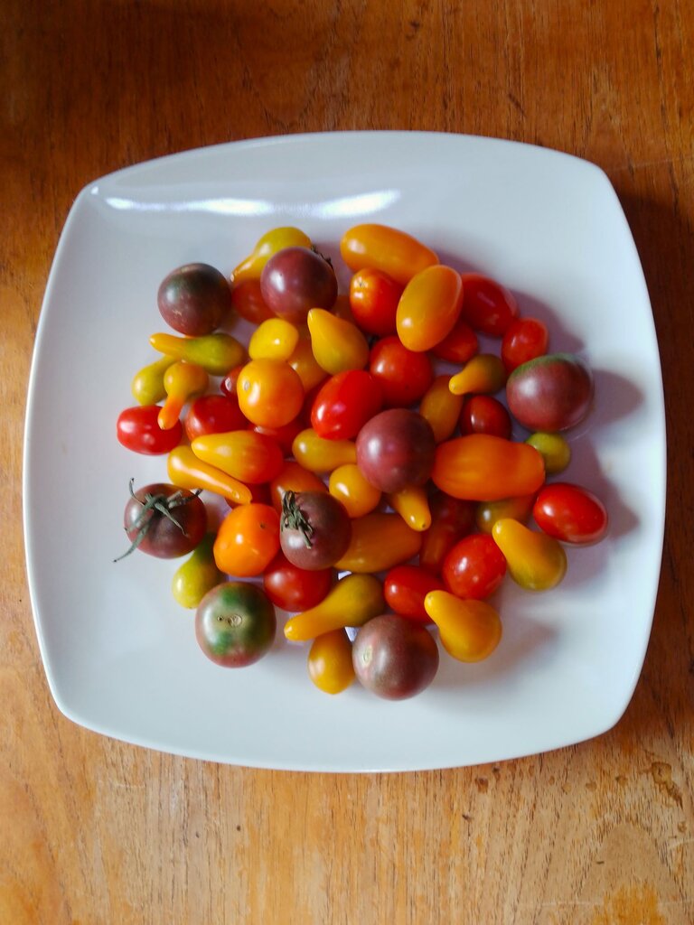 Cherry tomatoes mix Chacao 2024.jpg