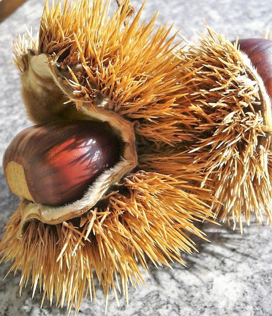 Chestnut.jpg