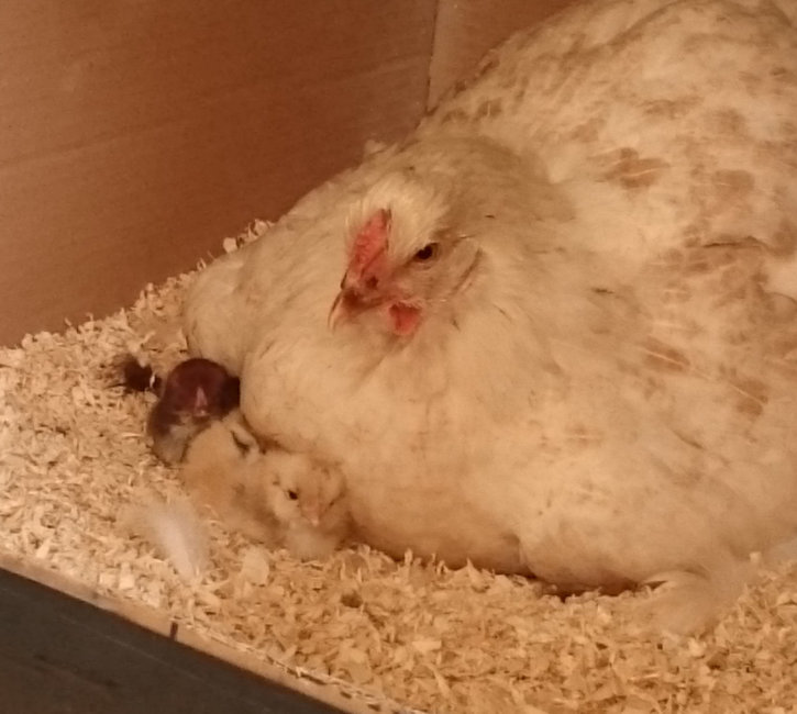 chicks and mum.jpg