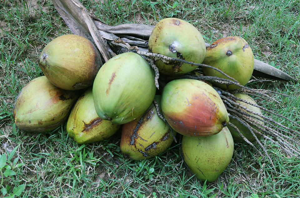 coconuts 2 s.jpg