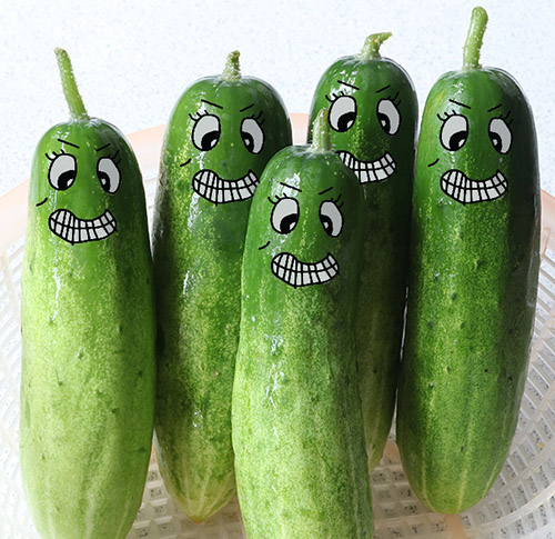 Cucumber faces.jpg