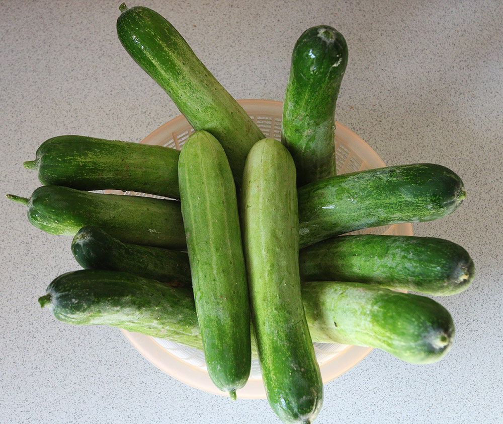 cucumbers s.jpg