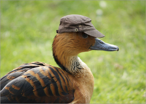 duck-with-hat.jpg