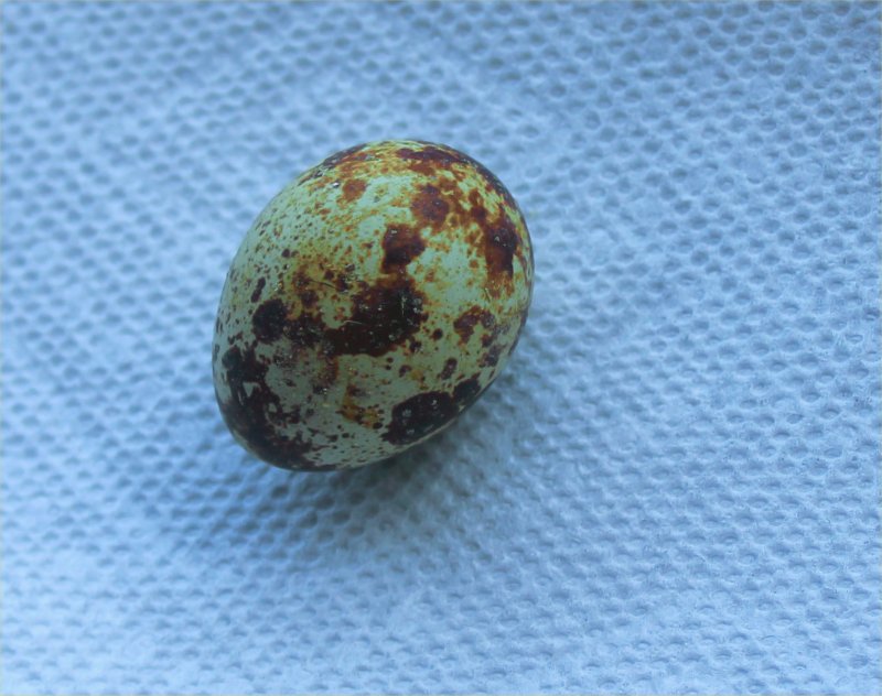 first quail egg.jpg