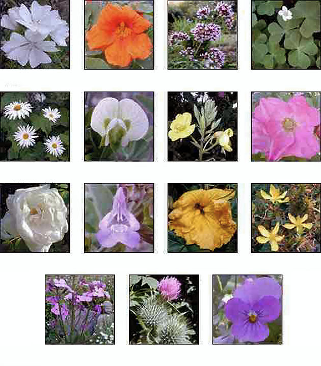 Flowers Edible.jpg