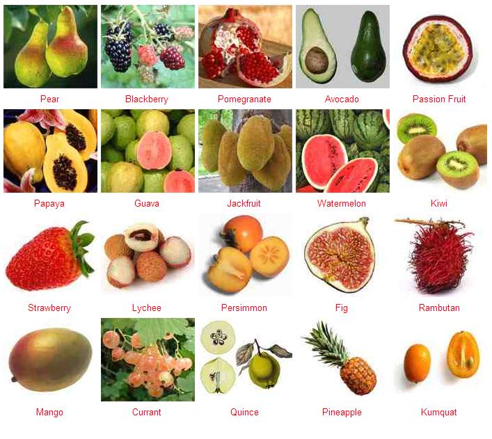 Fruit Answers.JPG