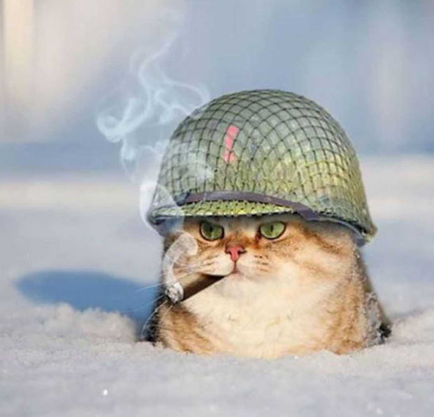 funny-cat-snow-army-helmet-cigar.jpg