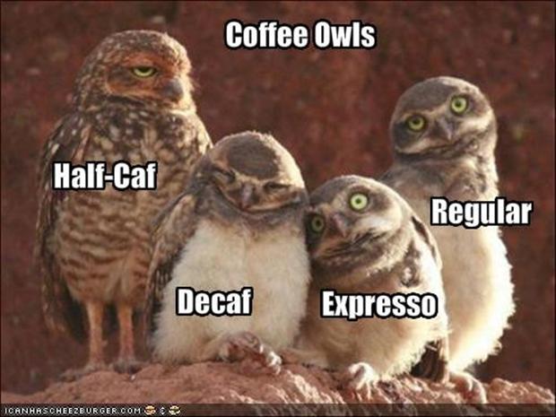 funny-coffee-owls.jpg