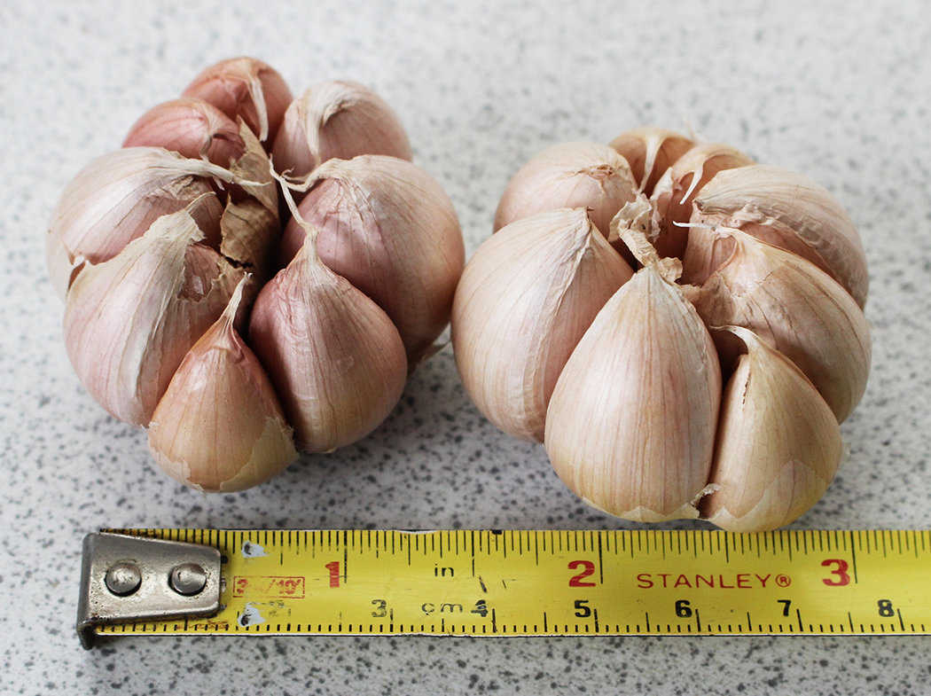 garlic size.jpg