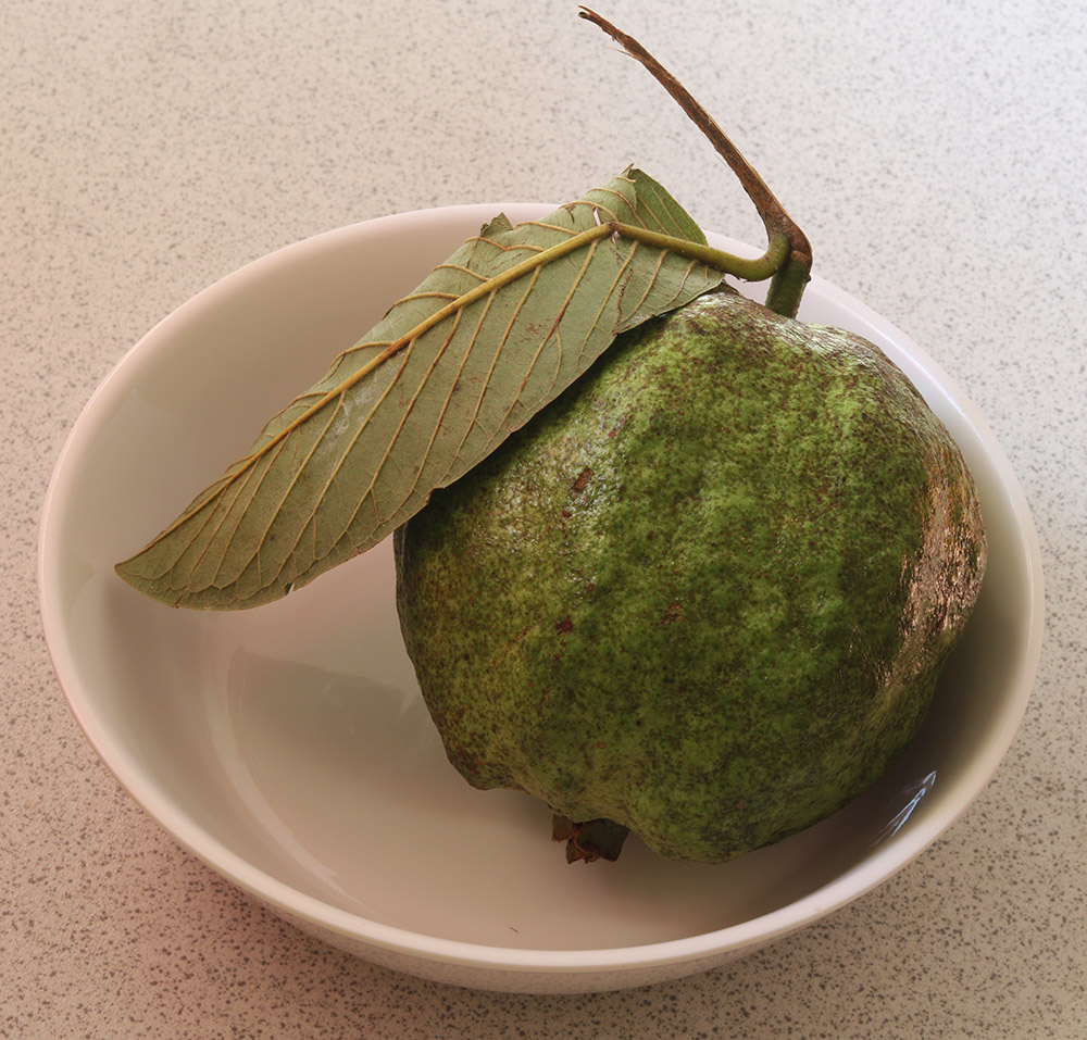 guava 3 s.jpg
