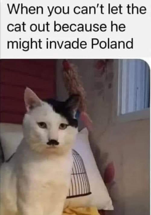 Hitler cat.jpg