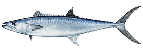 king-mackerel-464x170.png