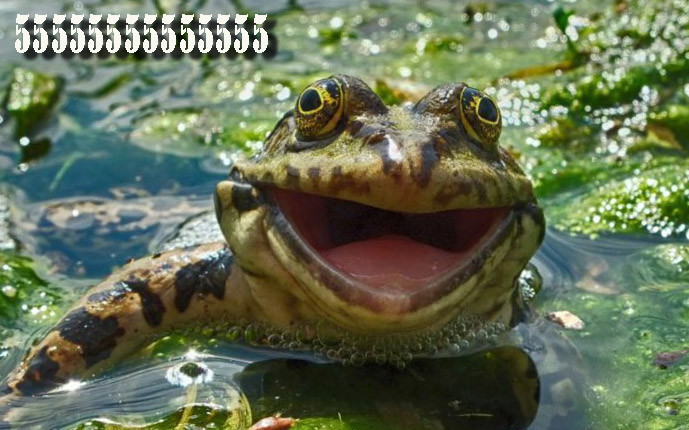 laughing frog.jpg
