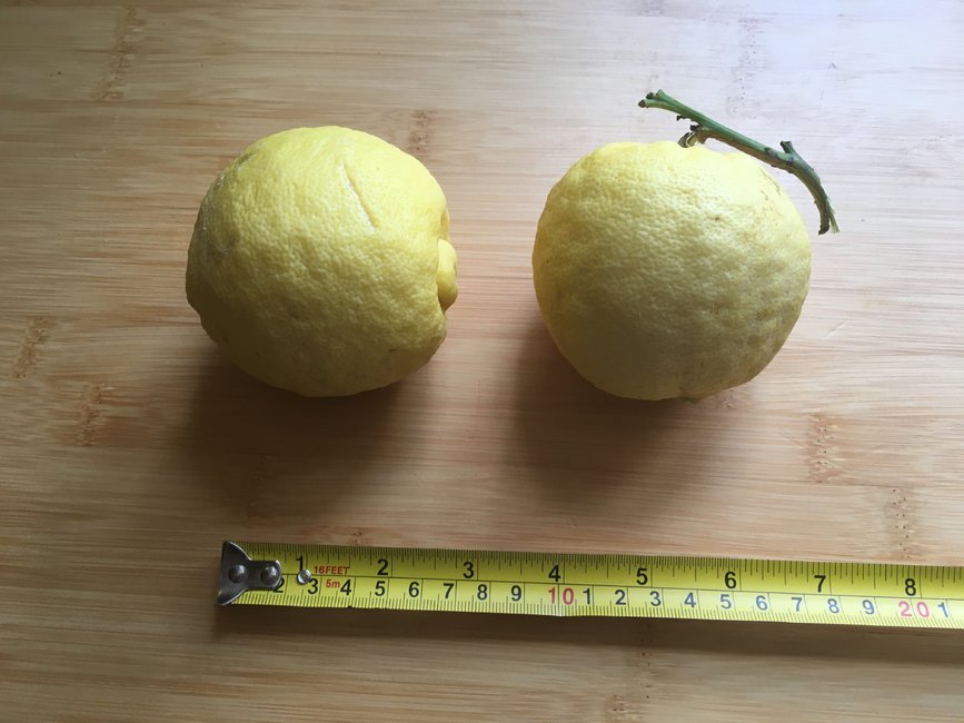 Lemons.jpg