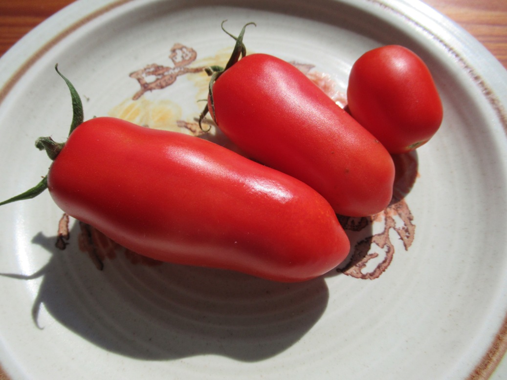 Mat's tomatoes pic 1.JPG