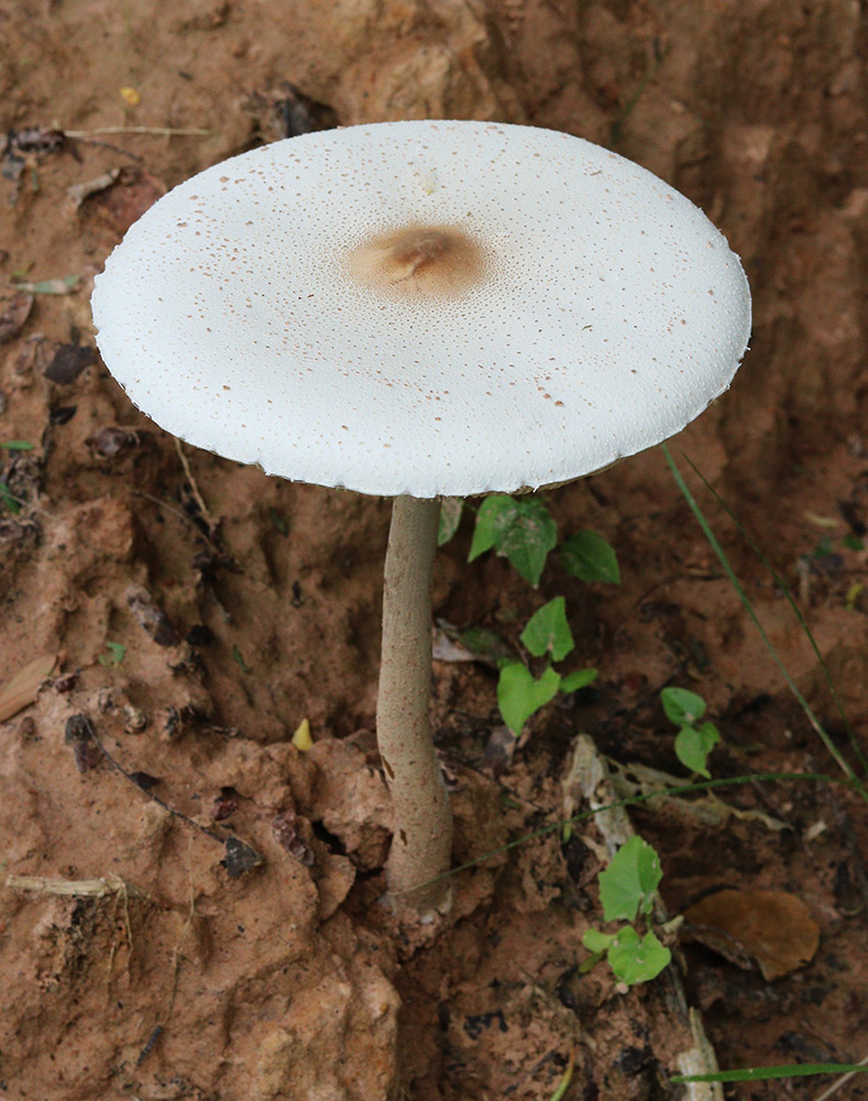 mushroom 2 s.jpg