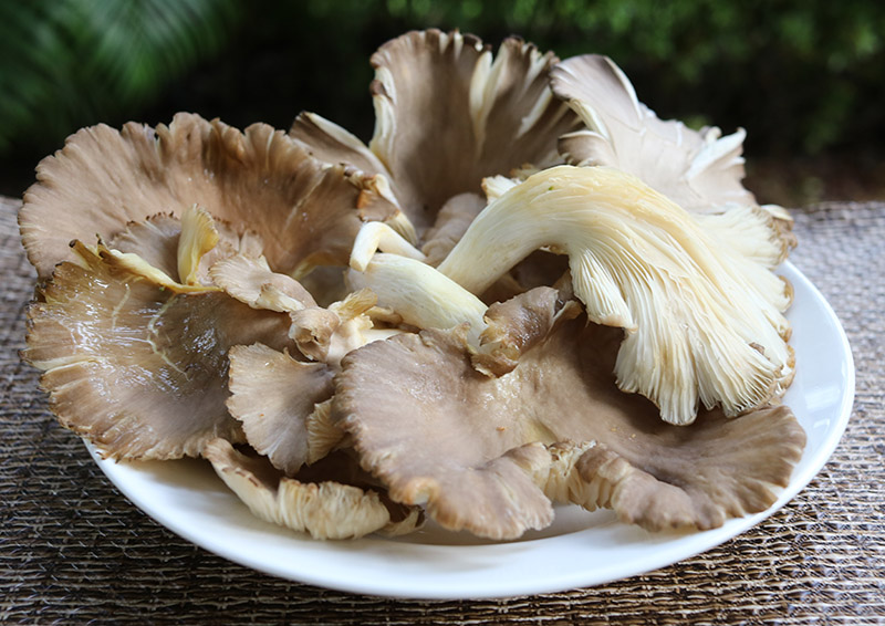 mushrooms oyster s.jpg