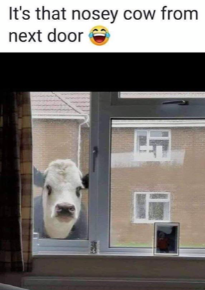 nosey cow.PNG