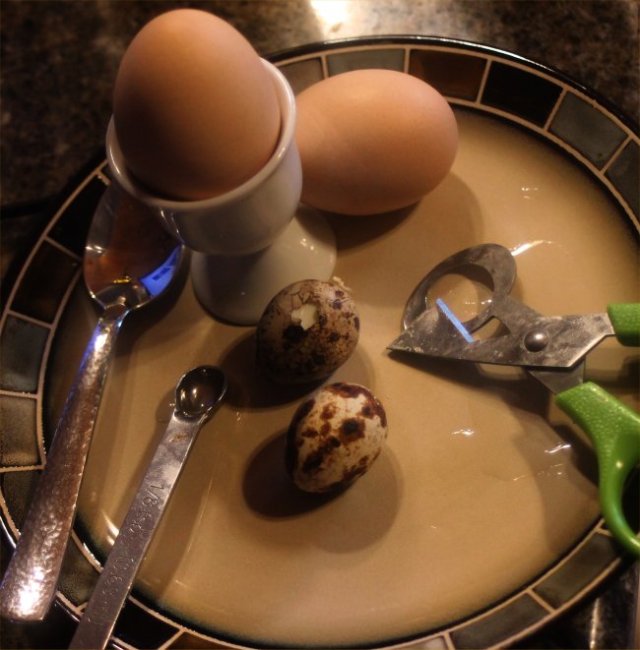 quail-egg-chicken-egg1.jpg