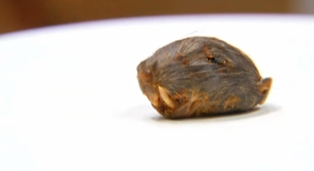 Rat's head found in chili!!.png