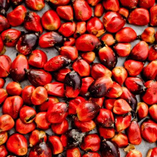 red-bopple-nut-plant.jpg