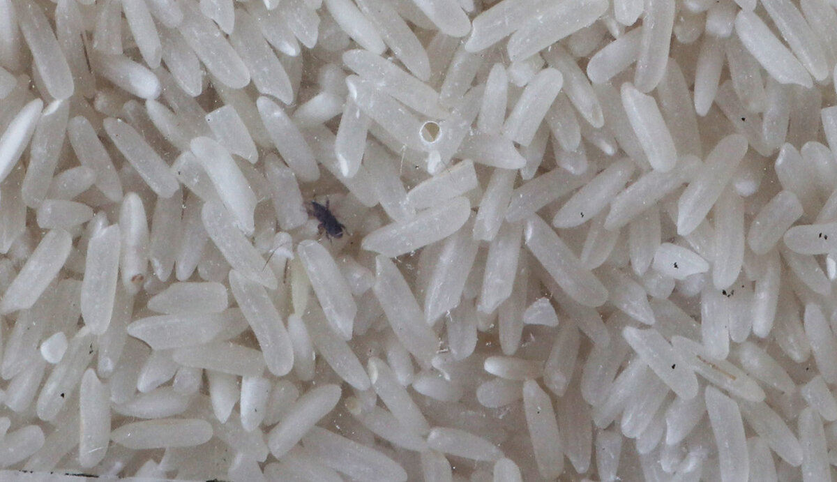 Rice mite s.jpg