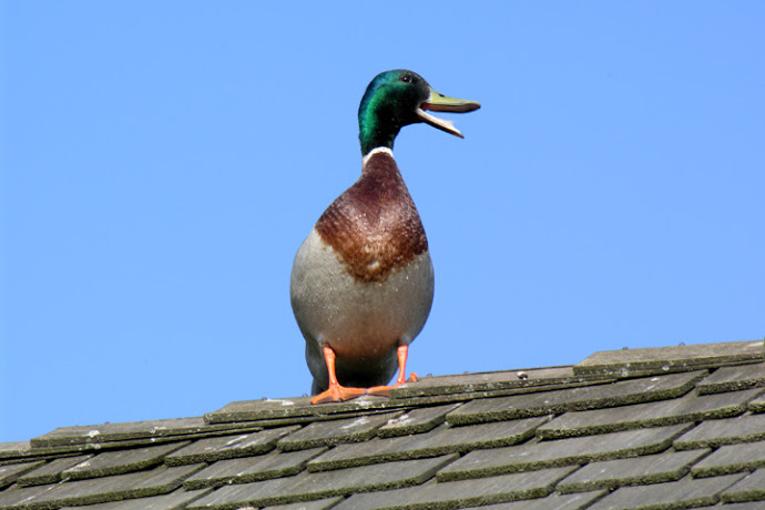 roof duck.jpg